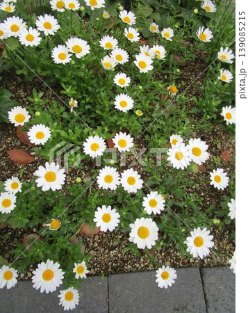 ノースポール（クリサンセマム）の花のアップ 139085215