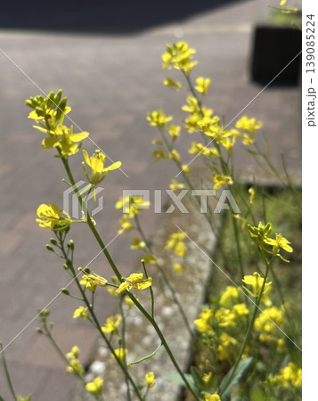 春の道端に咲く菜の花｜ナチュラルで優しい雰囲気の植物写真 139085224