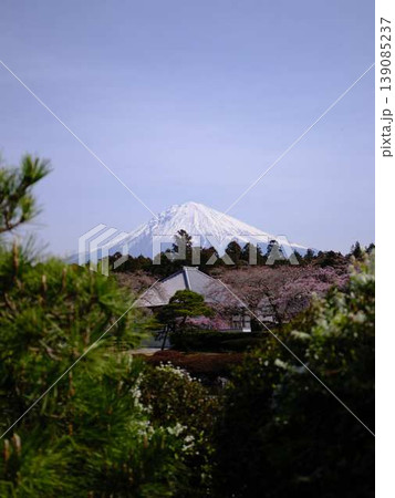 大石寺と富士山 139085237