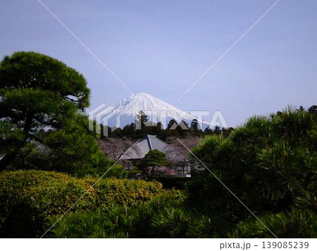 大石寺と富士山 大石寺と富士山 139085239