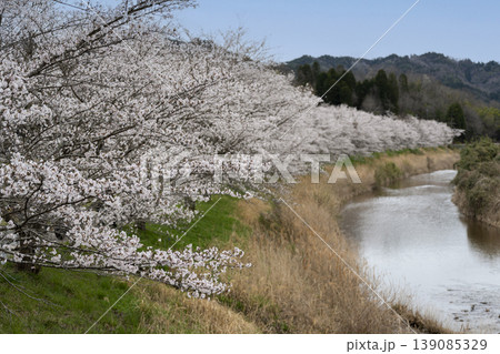 故郷の川辺にさく桜 139085329