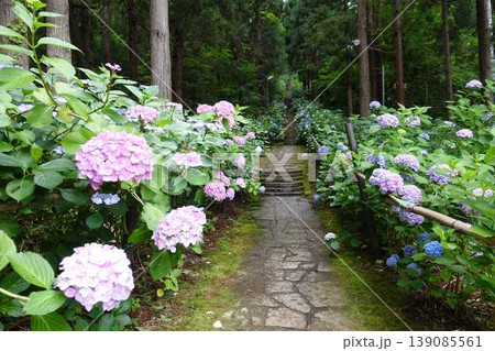 満開のアジサイ　紫陽花　あじさい　出塩文殊堂　山形市 139085561