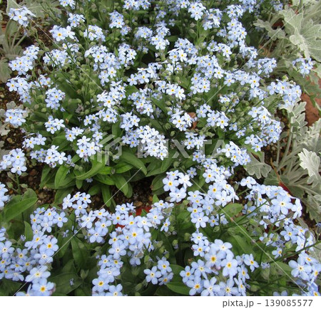 忘れな草の花 忘れな草の花 139085577
