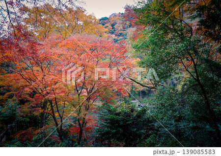Autumn Scenery at Arashiyama Park Kameyama Area Nov 24 2025 Autumn Scenery at Arashiyama Park Kameyama Area Nov 24 2025 139085583