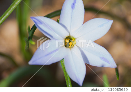 ハナニラの花 ハナニラの花 139085639