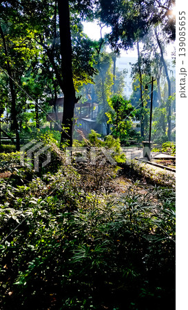 beautiful tropical scenery with morning sunlight beautiful tropical scenery with morning sunlight 139085655