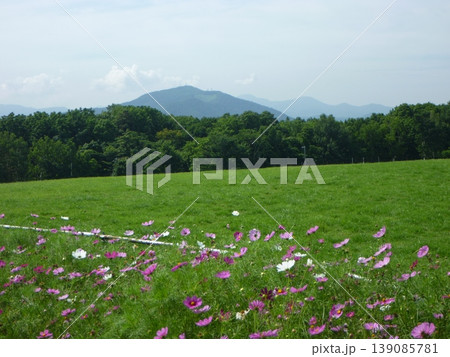 北海道のコスモス畑と丘陵風景 秋の自然 北海道のコスモス畑と丘陵風景 秋の自然 139085781