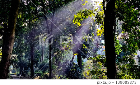 beautiful tropical scenery with morning sunlight beautiful tropical scenery with morning sunlight 139085875