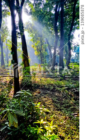 beautiful tropical scenery with morning sunlight beautiful tropical scenery with morning sunlight 139085878