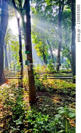 beautiful tropical scenery with morning sunlight beautiful tropical scenery with morning sunlight 139085880