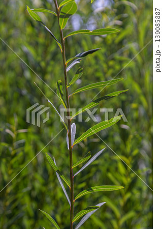 Salix caprea displays vibrant green foliage in a natural setting during early spring showcasing its slender stature and elongated leaves 139085887