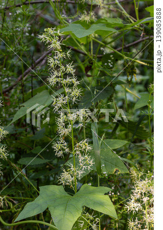 Wild cucumber Echinocystis lobata thriving among lush greenery in a natural habitat during late spring Wild cucumber Echinocystis lobata thriving among lush greenery in a natural habitat during late spring 139085888