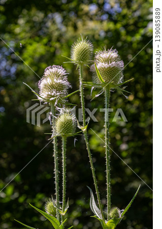 Wild teasel Dipsacus fullonum thriving in a lush green environment during summer months Wild teasel Dipsacus fullonum thriving in a lush green environment during summer months 139085889