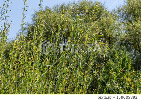 Goat willow Salix caprea growing amid lush green foliage in a sunny landscape during spring season Goat willow Salix caprea growing amid lush green foliage in a sunny landscape during spring season 139085892