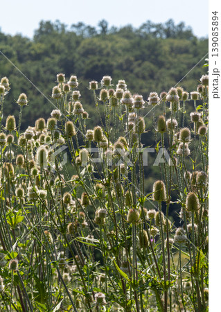 Wild teasel blooms in a vibrant green landscape showcasing their unique texture and structure during a sunny day in late spring Wild teasel blooms in a vibrant green landscape showcasing their unique texture and structure during a sunny day in late spring 139085894
