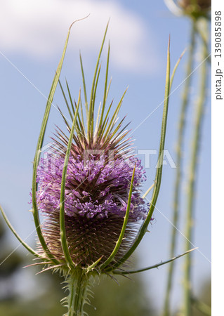 Dipsacus fullonum blooming in a sunny field showcasing vibrant purple flowers surrounded by green foliage on a clear summer day 139085898