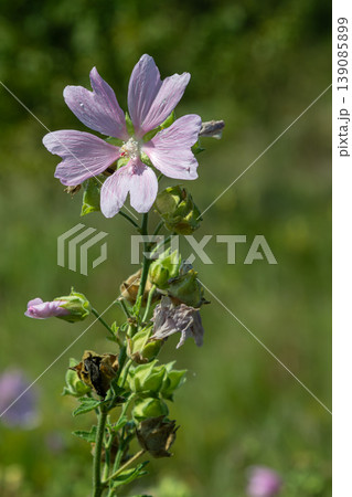 Musk mallow blooms prominently in a green field under bright sunlight showcasing delicate purple petals and lush green foliage during mid-summer Musk mallow blooms prominently in a green field under bright sunlight showcasing delicate purple petals and lush green foliage during mid-summer 139085899