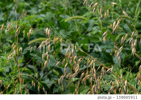Wild oat plants with ripened seeds displayed among green foliage in a field during late summer season Wild oat plants with ripened seeds displayed among green foliage in a field during late summer season 139085911