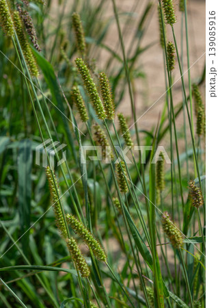 Green foxtail plants thrive in a sunny field under natural light during the summer showcasing their distinctive flowering spikes and vivid green foliage 139085916