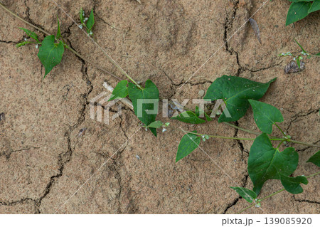 Black bindweed plants thrive in arid soil during late summer showcasing their resilience and adaptability in challenging environments Black bindweed plants thrive in arid soil during late summer showcasing their resilience and adaptability in challenging environments 139085920