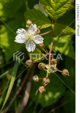 Beautiful white flower of Rubus blackberry in natural habitat under sunlight showcasing delicate petals and fresh greenery during spring season 139085927