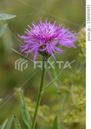 Brown Knapweed displays vibrant purple petals amidst lush greenery in a meadow during late spring Brown Knapweed displays vibrant purple petals amidst lush greenery in a meadow during late spring 139085931