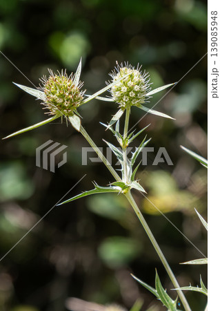 Field Eryngo blooms vibrant in summer sunlight showcasing unique spiky texture in natural habitat Field Eryngo blooms vibrant in summer sunlight showcasing unique spiky texture in natural habitat 139085948