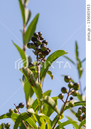 Common privet shrub with glossy black berries grows against a clear blue sky in a natural landscape Common privet shrub with glossy black berries grows against a clear blue sky in a natural landscape 139085953