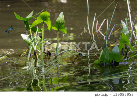 Common arrowhead thriving in a serene aquatic environment with reflections and dragonflies in vibrant natural habitat during daylight 139085958