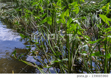 Common arrowhead thriving in an aquatic habitat with lush green foliage and still water under a bright sky Common arrowhead thriving in an aquatic habitat with lush green foliage and still water under a bright sky 139085960