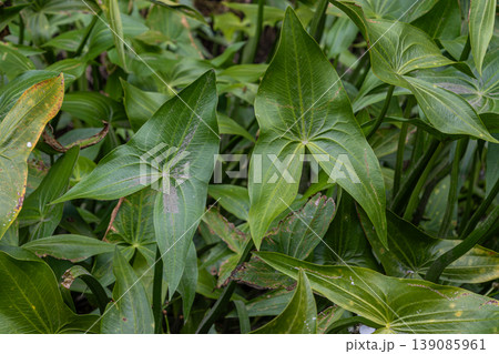 Common arrowhead plant Sagittaria sagittifolia thrives in aquatic environments with lush green foliage Common arrowhead plant Sagittaria sagittifolia thrives in aquatic environments with lush green foliage 139085961