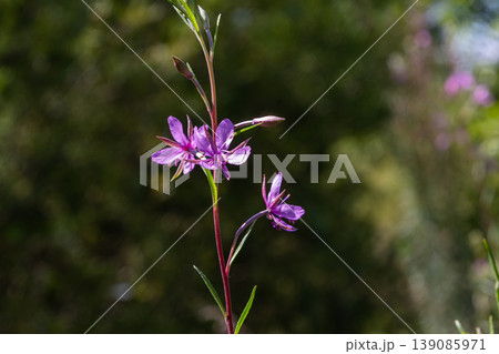Stunning blossoms of fireweed showcase vibrant purple colors in a lush green landscape during peak summer season 139085971