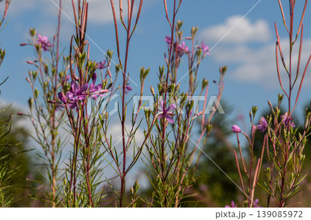 Bright pink flowers of fireweed bloom in a lush green meadow under a clear blue sky on a sunny summer day showcasing the beauty of Chamaenerion angustifolium Bright pink flowers of fireweed bloom in a lush green meadow under a clear blue sky on a sunny summer day showcasing the beauty of Chamaenerion angustifolium 139085972