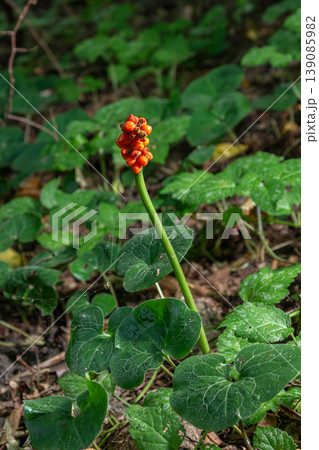 Bright red berries of Arum maculatum among lush green leaves in a woodland setting during late spring Bright red berries of Arum maculatum among lush green leaves in a woodland setting during late spring 139085982