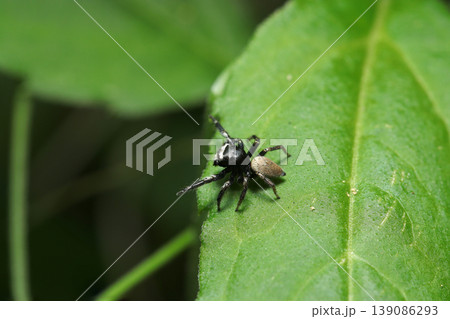 青葉に小さな黒に白帯と茶色い腹部のオスのマミジロハエトリクモ(日本蜘蛛生態マクロ撮影) 青葉に小さな黒に白帯と茶色い腹部のオスのマミジロハエトリクモ(日本蜘蛛生態マクロ撮影) 139086293