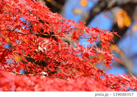 日本の秋の風景　紅葉 139086357