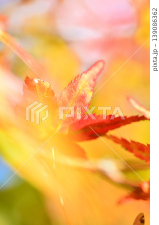 日本の秋の風景 紅葉 日本の秋の風景 紅葉 139086362
