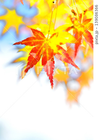 日本の秋の風景　紅葉 139086366