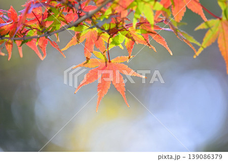 日本の秋の風景 紅葉 日本の秋の風景 紅葉 139086379