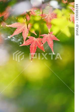 日本の秋の風景　紅葉 139086384