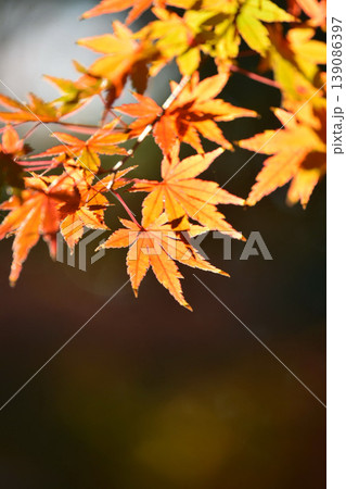 日本の秋の風景 紅葉 日本の秋の風景 紅葉 139086397