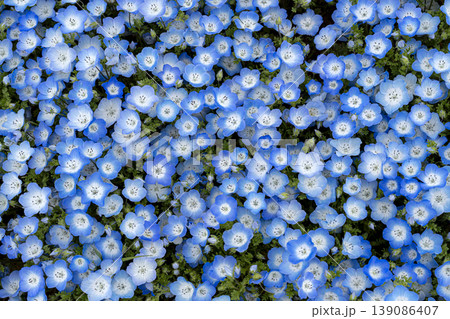 画面いっぱいのネモフィラの花 画面いっぱいのネモフィラの花 139086407