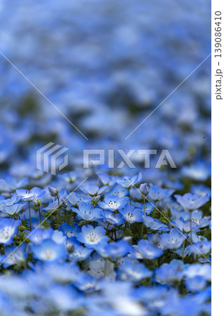 画面いっぱいのネモフィラの花 139086410