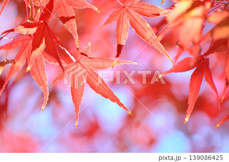 日本の秋の風景　紅葉 139086425