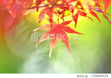 日本の秋の風景　紅葉 139086428