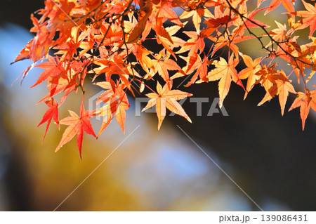 日本の秋の風景 紅葉 日本の秋の風景 紅葉 139086431