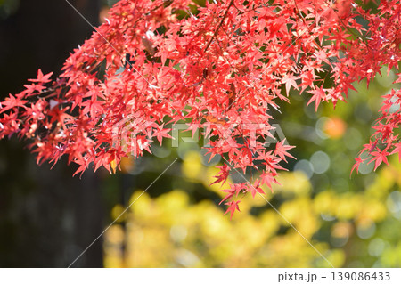 日本の秋の風景 紅葉 日本の秋の風景 紅葉 139086433