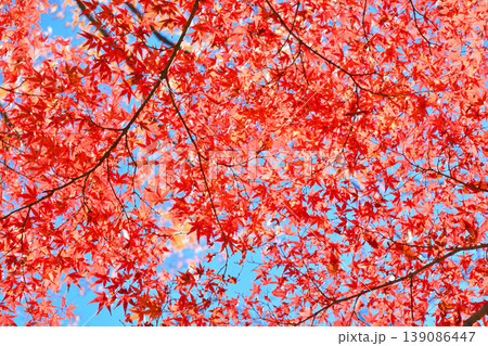 日本の秋の風景　紅葉 139086447