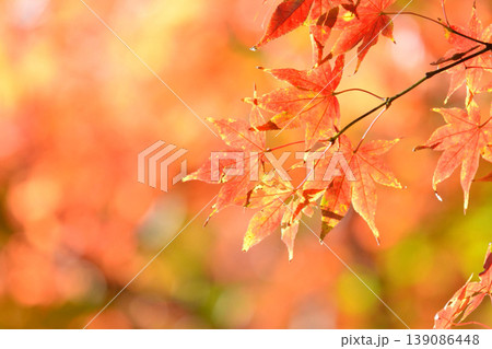 日本の秋の風景 紅葉 日本の秋の風景 紅葉 139086448