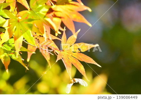 日本の秋の風景 紅葉 日本の秋の風景 紅葉 139086449